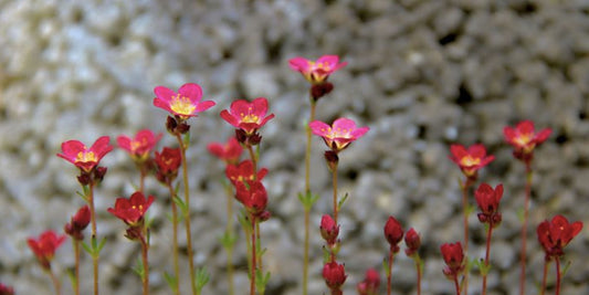Saxifraga